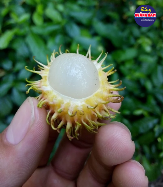 Có cả chôm chôm ngọt thanh 